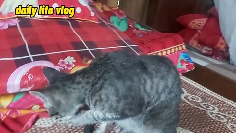 the cat just woke up | daily life vlog