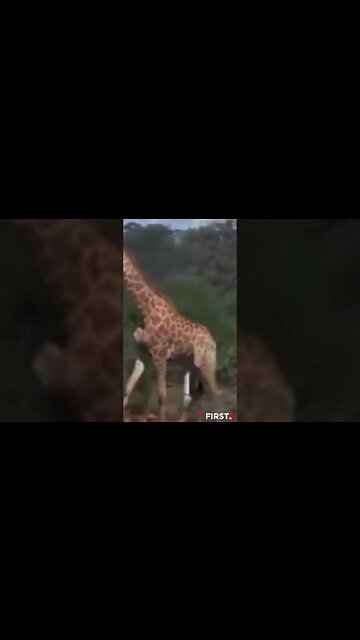 WATCH: When Animals Eat Fermented Fruit