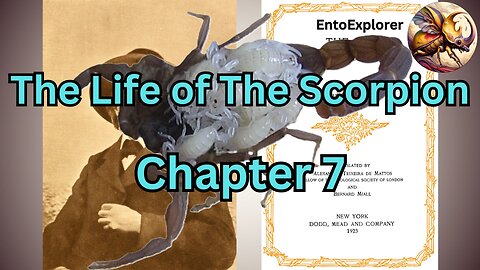 The Scorpion Family - Chapter 7 - The Life of the Scorpion by Jean Henri Fabre