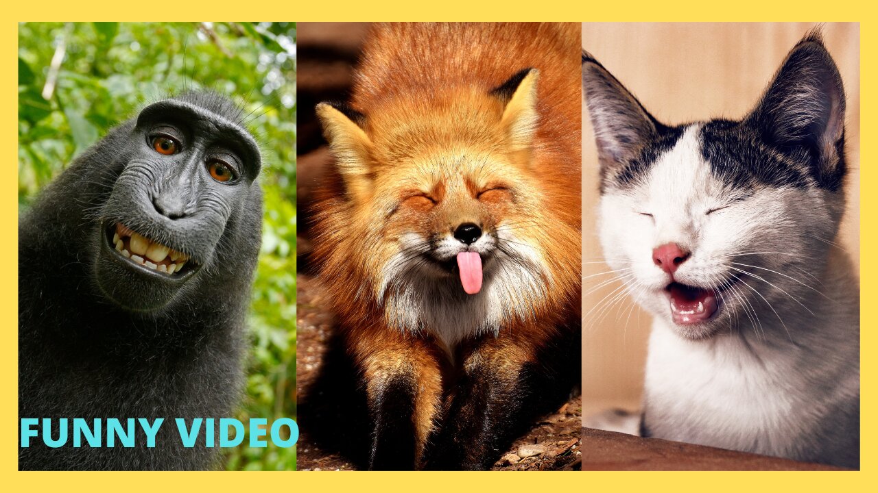 funny animals