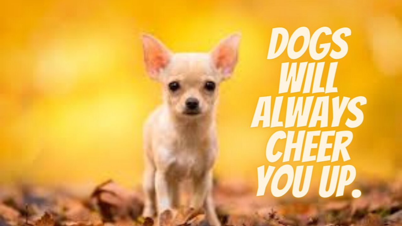 Dogs will always cheer you up.