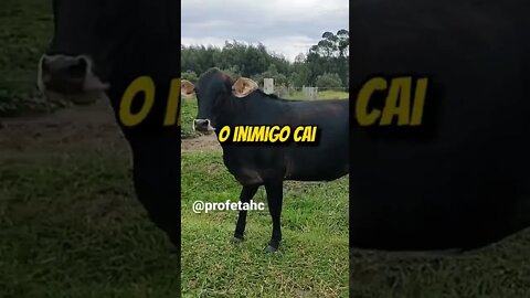 Quarta Feira, pra Agropecuária