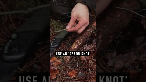 Great bushcraft tip #shorts #survival #bushcraft