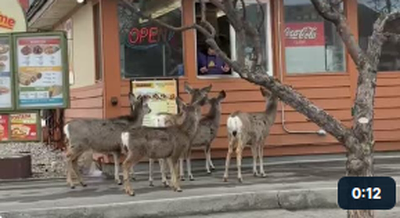 Deer Line Up At Drive Thru For Tacos