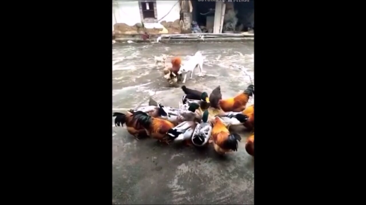 Dog helps a duck