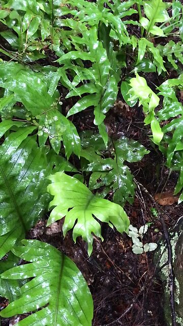 Hound’s Tongue Fern, Kowaowao, (Zealandia pustulata), #NewZealand #Fern #Forage #Survival