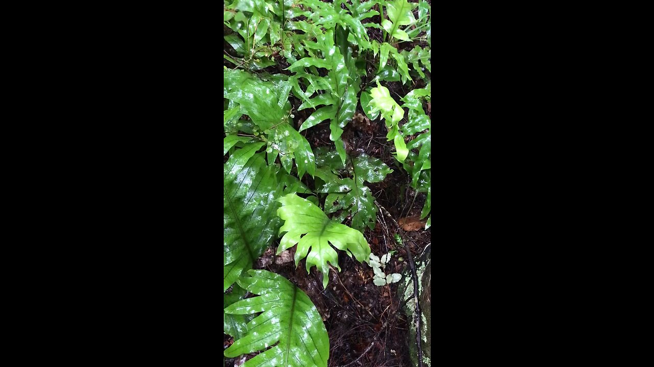 Hound’s Tongue Fern, Kowaowao, (Zealandia pustulata), #NewZealand #Fern #Forage #Survival