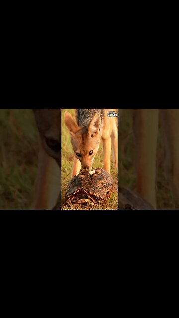 Jackal Eats Leopard Tortoise | Saturday #shorts