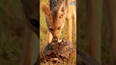 Jackal Eats Leopard Tortoise | Saturday #shorts