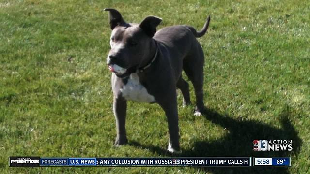 More discrepancies discovered in case of deadly dog shooting by Nevada deputy