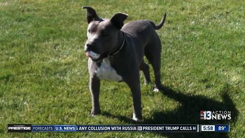 More discrepancies discovered in case of deadly dog shooting by Nevada deputy