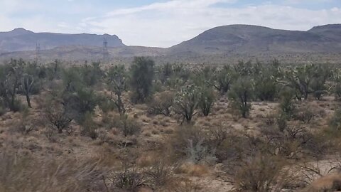 JOSHUA 🌳 TREE