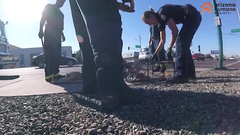 Kitten rescued from Phoenix storm drain