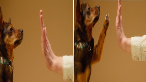 Dog handshake