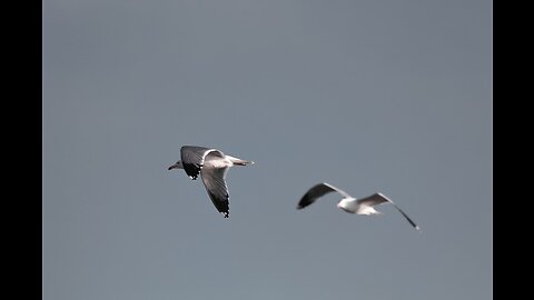 "Launch Safari of Bay of Bengal with flying birds"