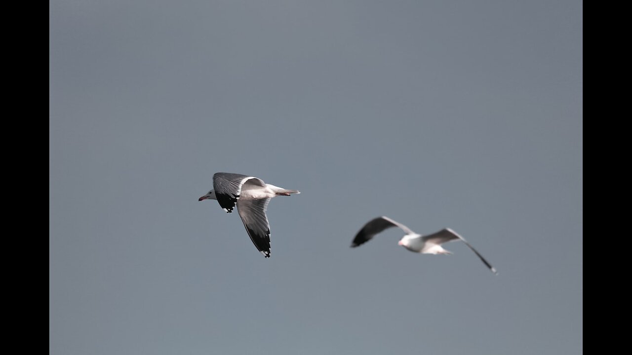 "Launch Safari of Bay of Bengal with flying birds"