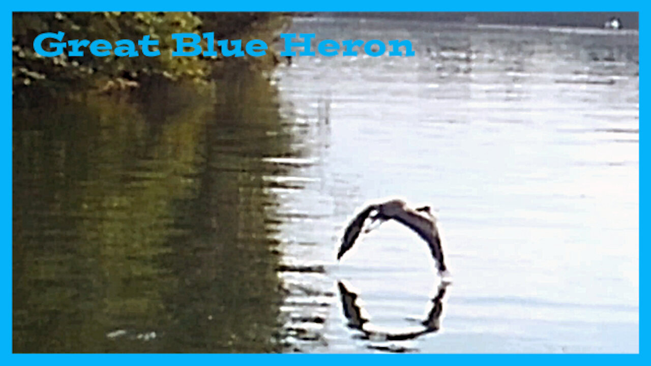 Blue Heron at the Lake