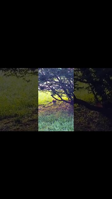 "Peter●Cøttøntail"