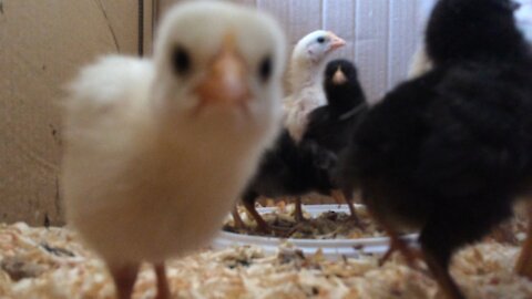 Close-up movements of chicks