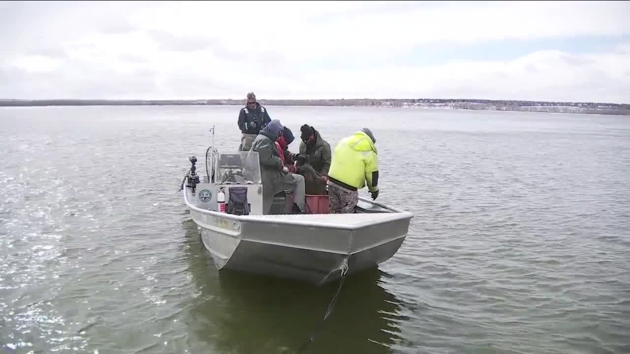 Annual walleye spawn underway at Cherry Creek, Pueblo reservoirs