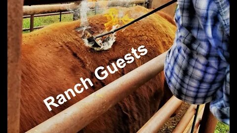 Ranch Guests | Branding 2022 | City Slickers | Hashknife Ranch (In the Chute - Round #85)