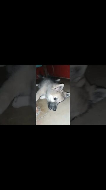 cute puppy dog voice. #shorts