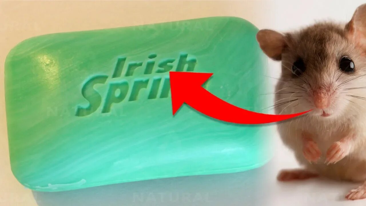 This Surprising Hack Will Keep Mice Away For Good