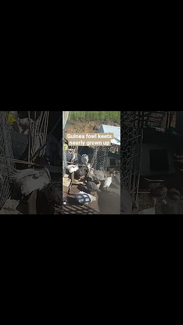 Farm surveillance of birds