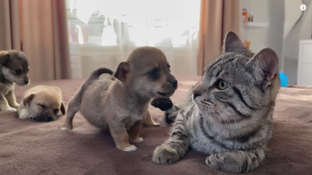 Funny Cat Reaction to Puppies [Kitty sees them for the First Time]
