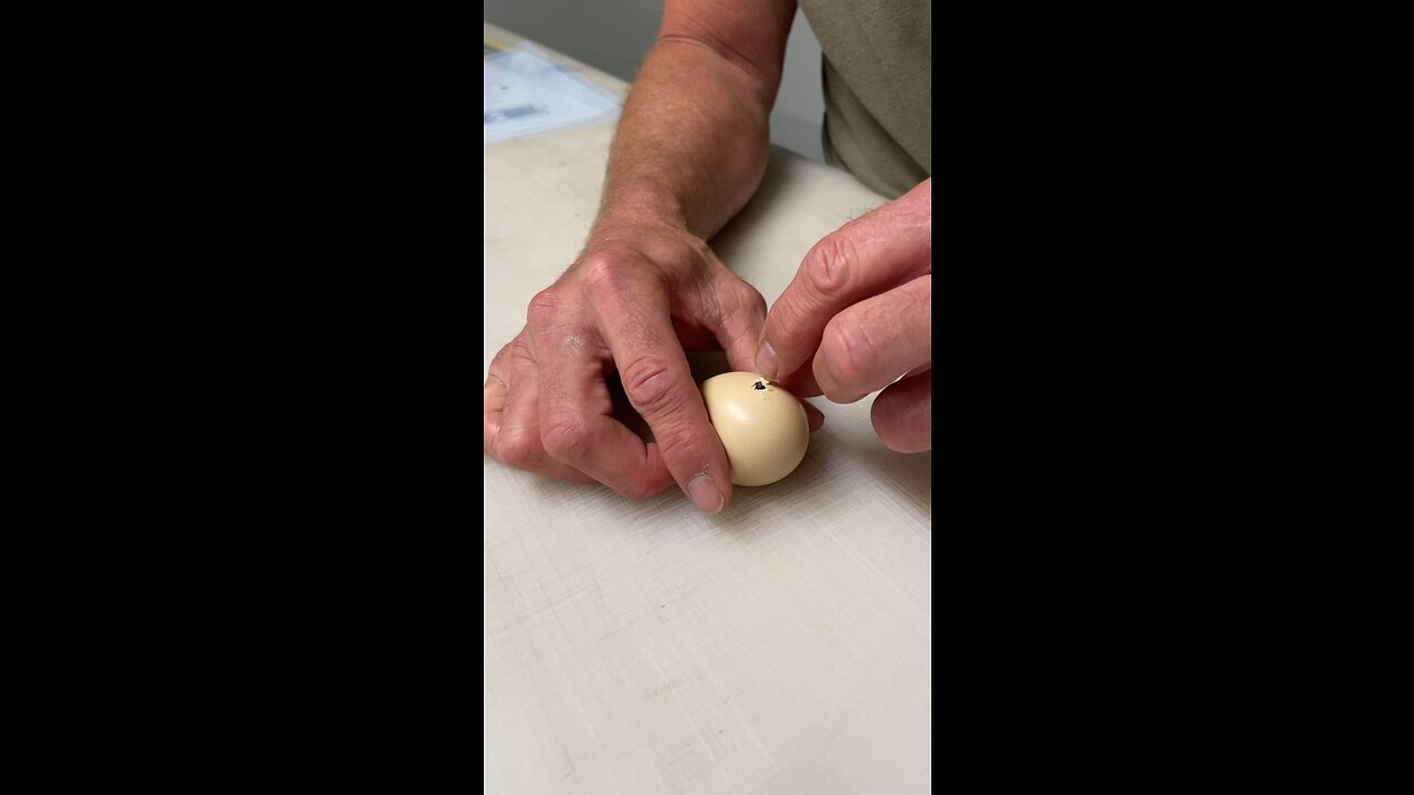 Helping a baby chick into the world.