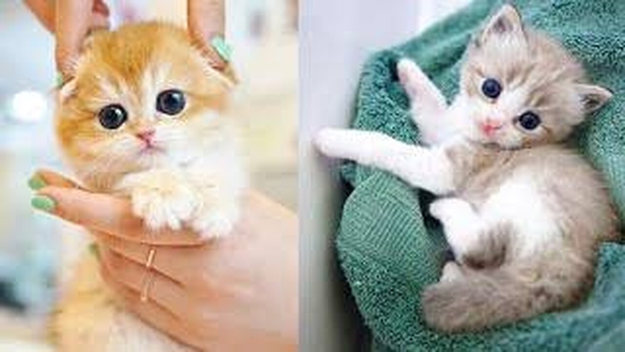 Cute Cat Funny Moments. Episode - 24