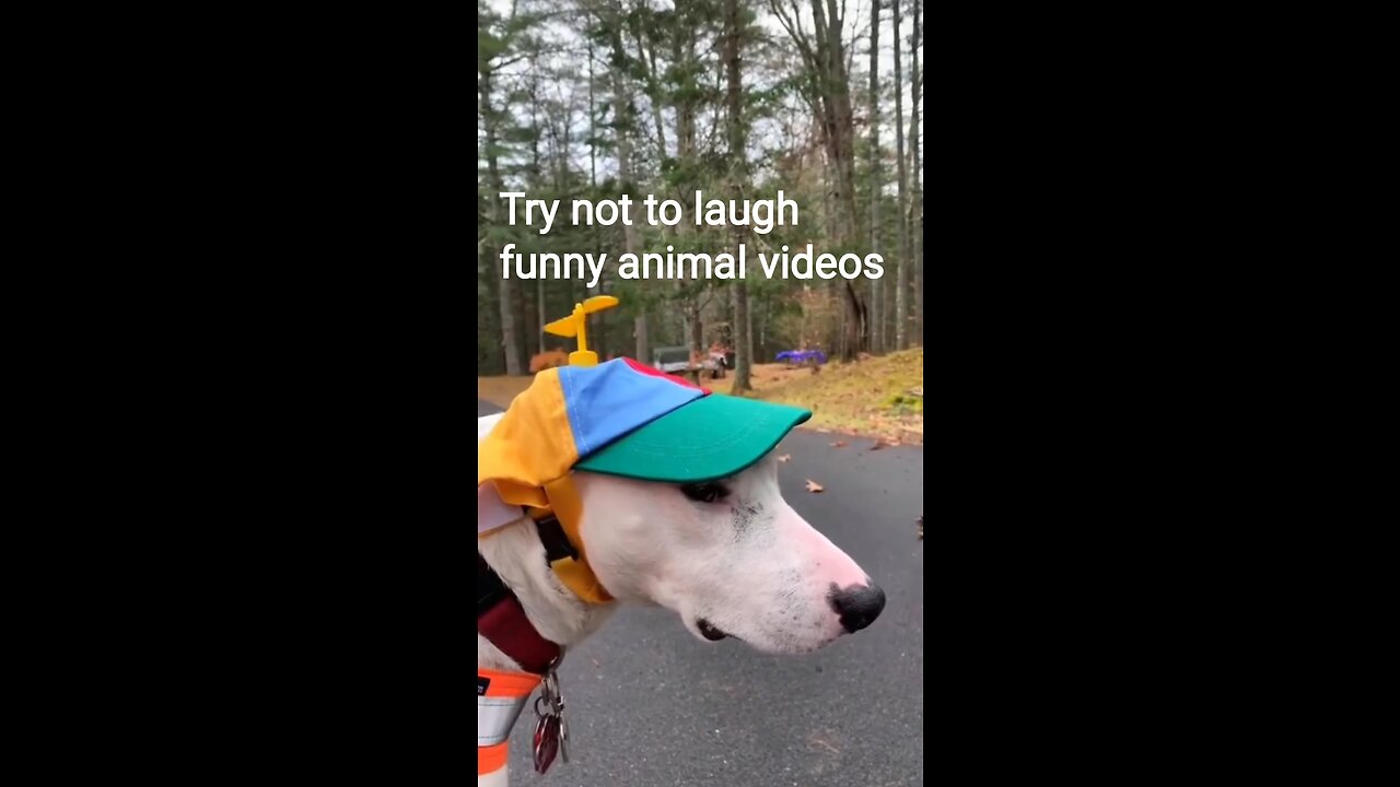 funny animal videos try not to laugh