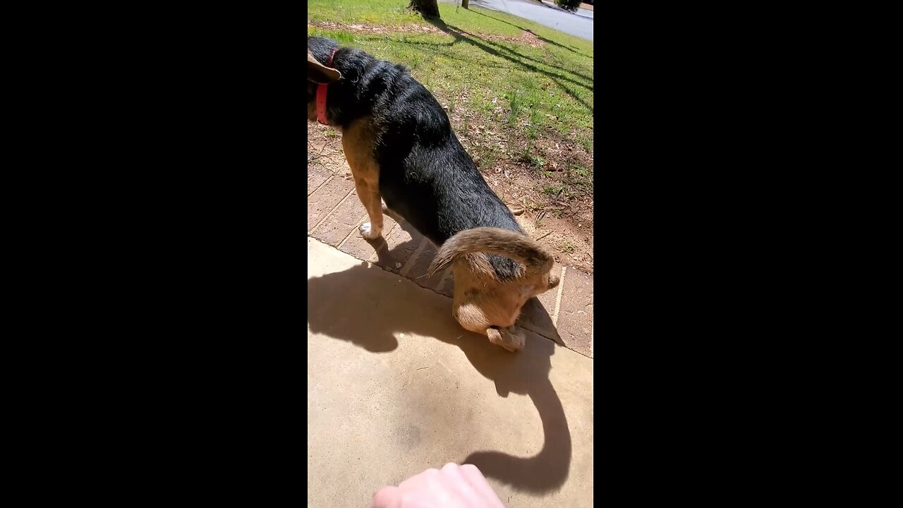 My Dog Bear Reacting to Getting Scratched