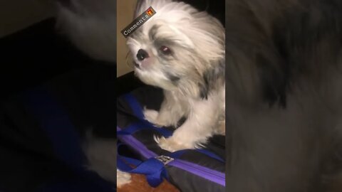 Shih Tzu loves the Electric fan