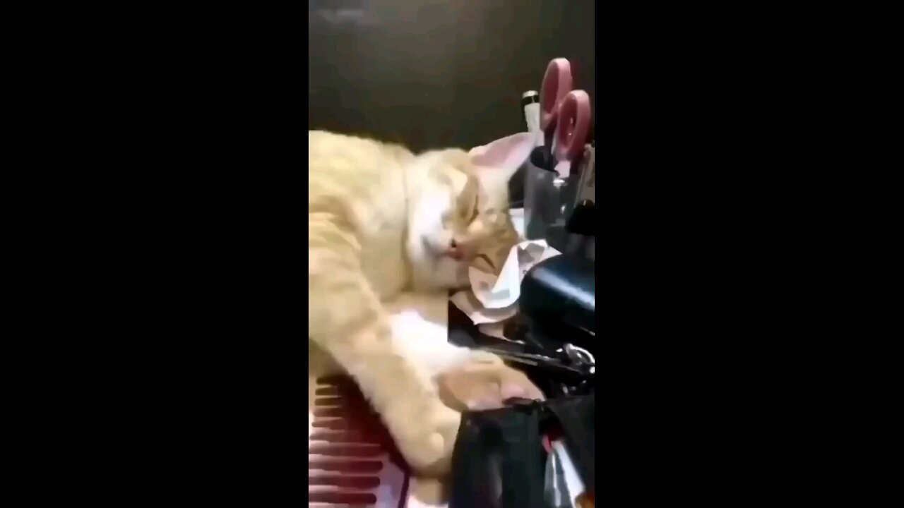 cat funny video