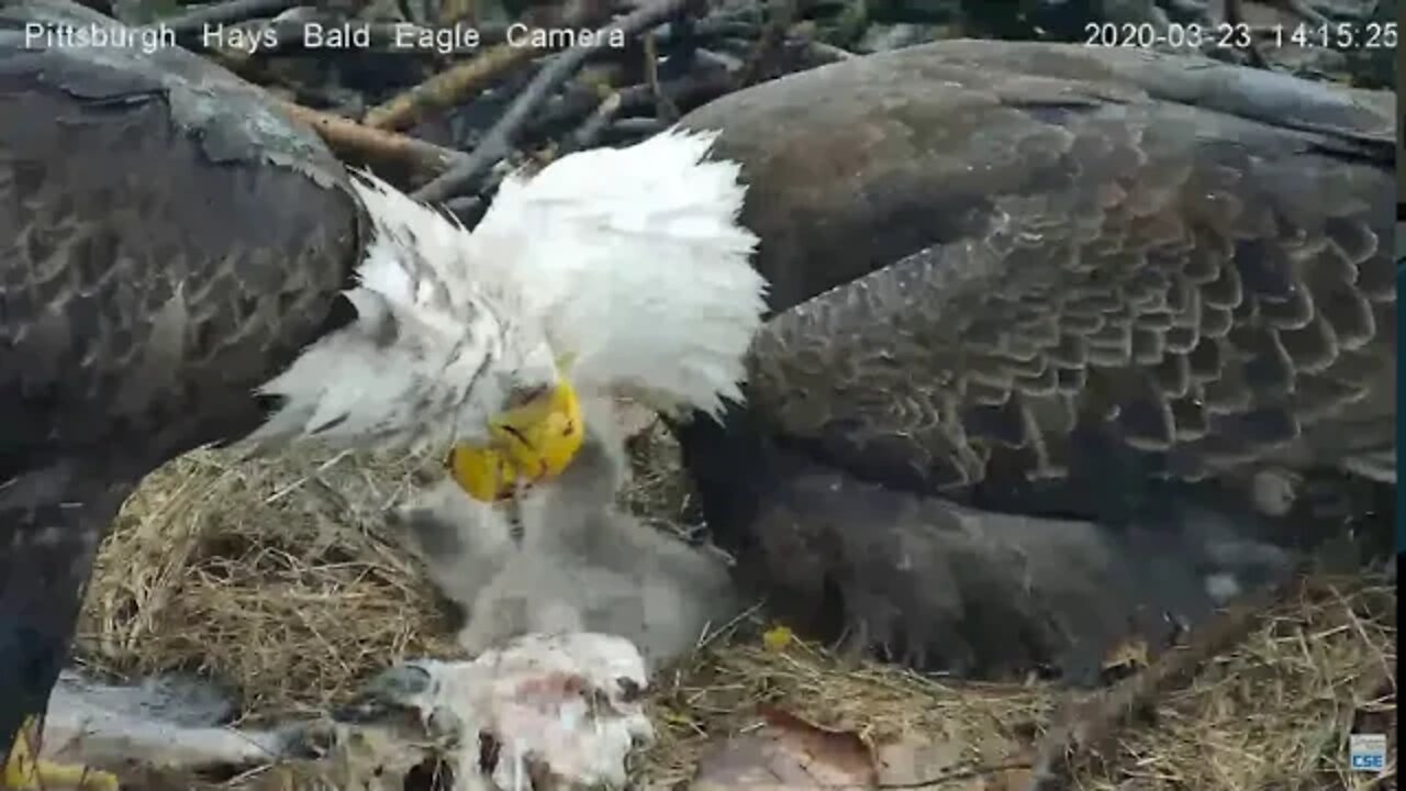 Hays Eagles H12's first feeding 3.23.20