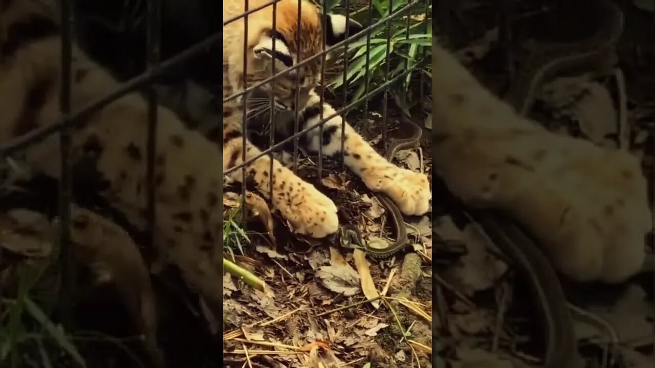 Tiger saved frog from snake | frog vs snake | tiger vs snake