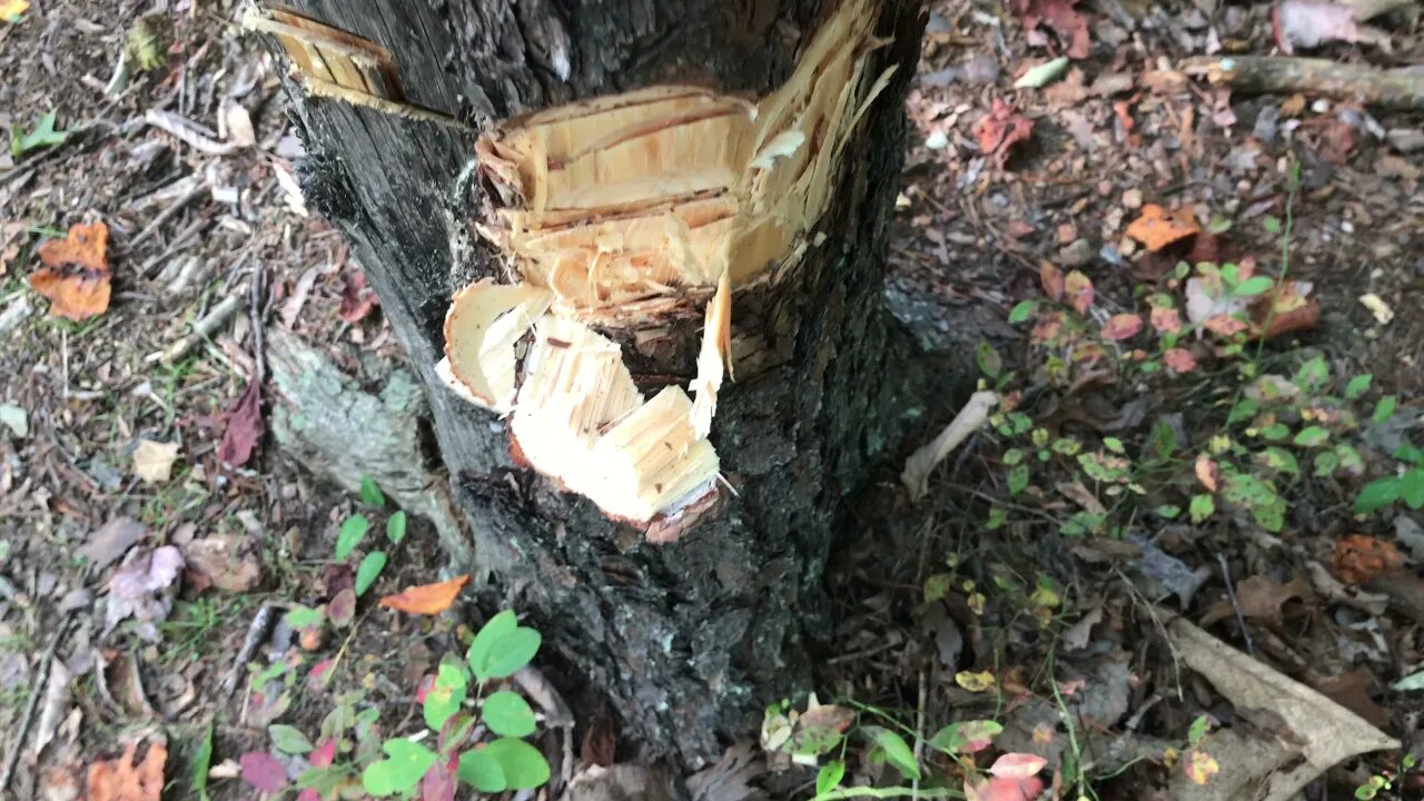 Starting to Harvest Building Materials For Natural Building