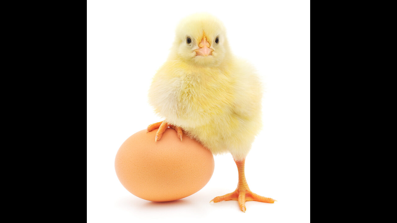 || MYSTERY REVEALED || THE CHICKEN OR THE EGG? || WHICH CAME FIRST? ||