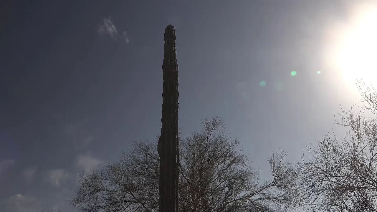 DESERT BOTANICAL GARDEN PHOENIX ARIZONA USA