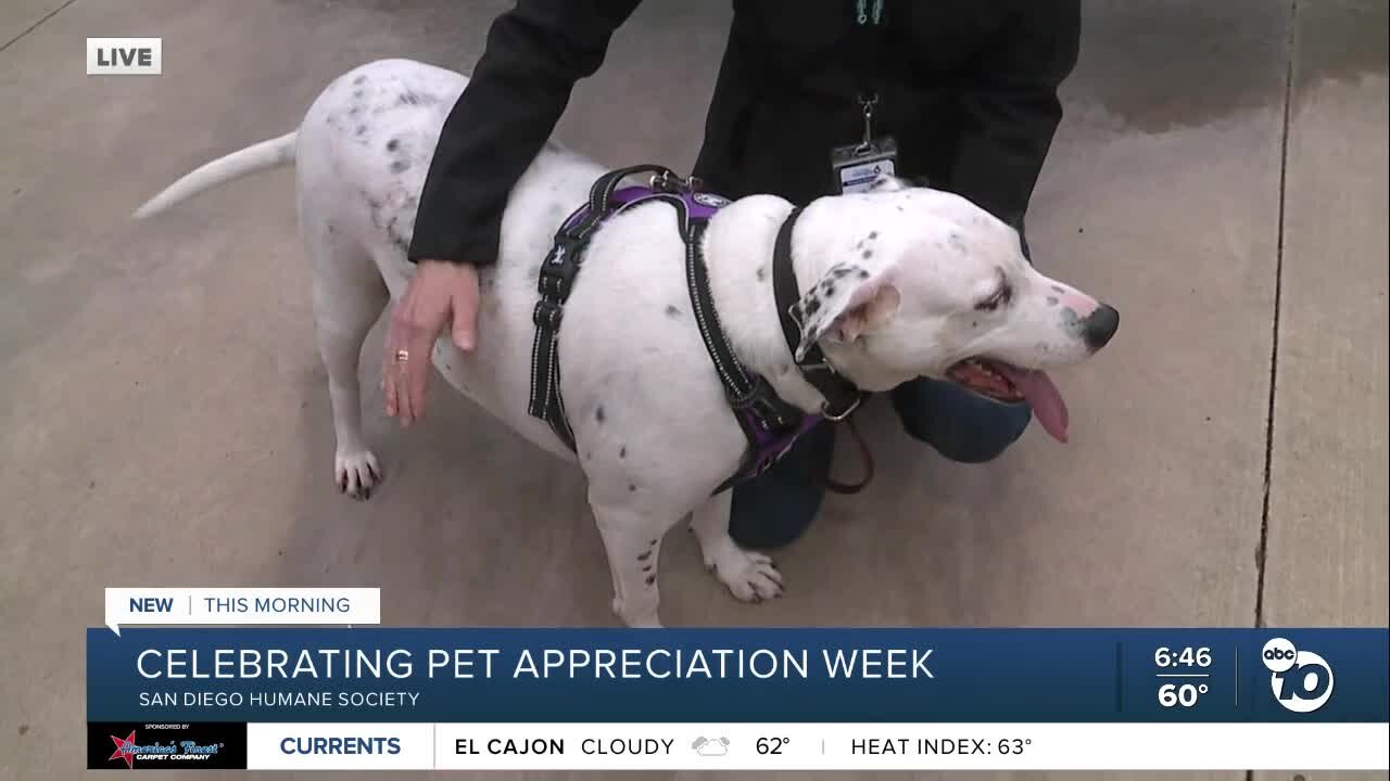 Celebrating Pet Appreciation Week