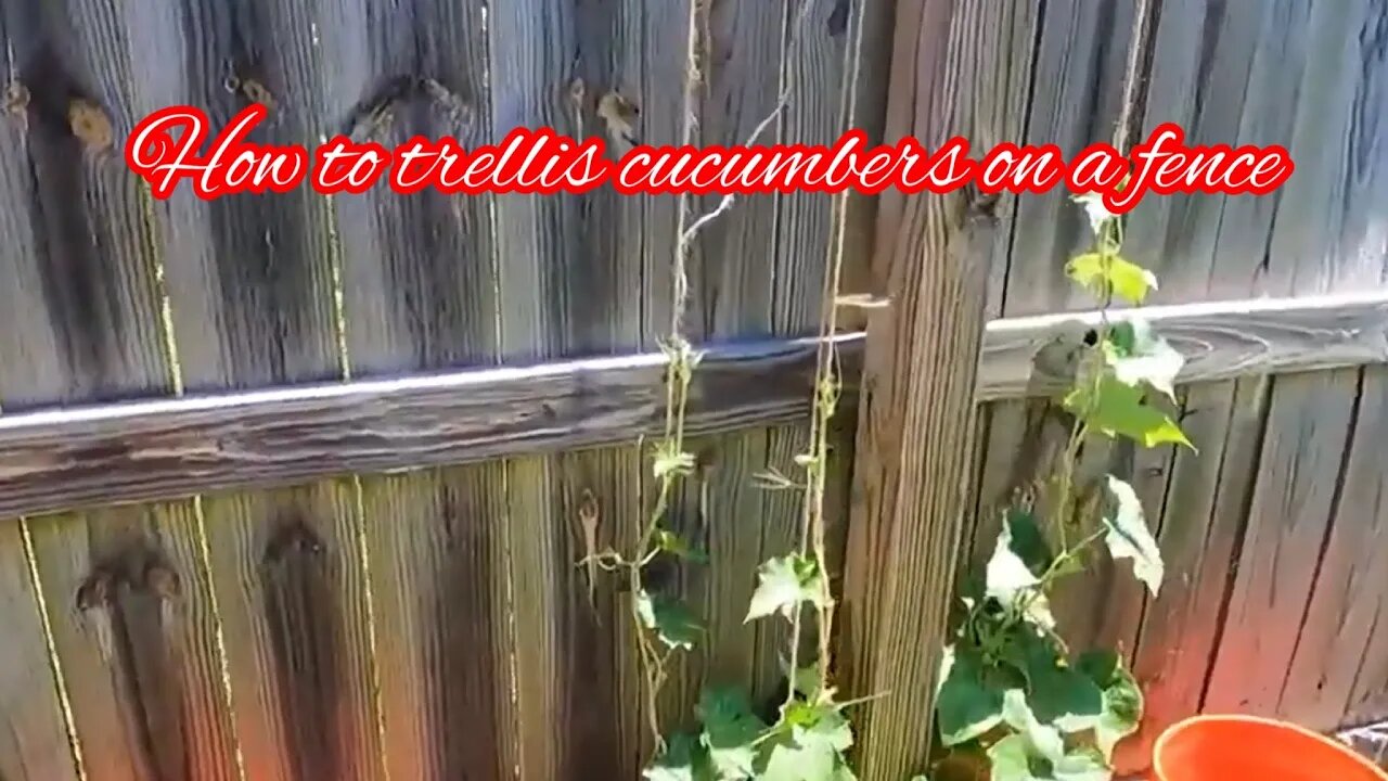 How to trellis cucumbers#Trellising￼ Cucumbers