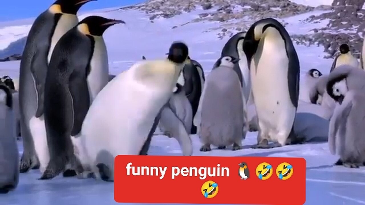 Penguin funny videos