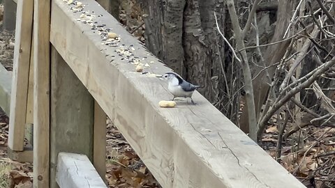 Bewildered Nuthatch