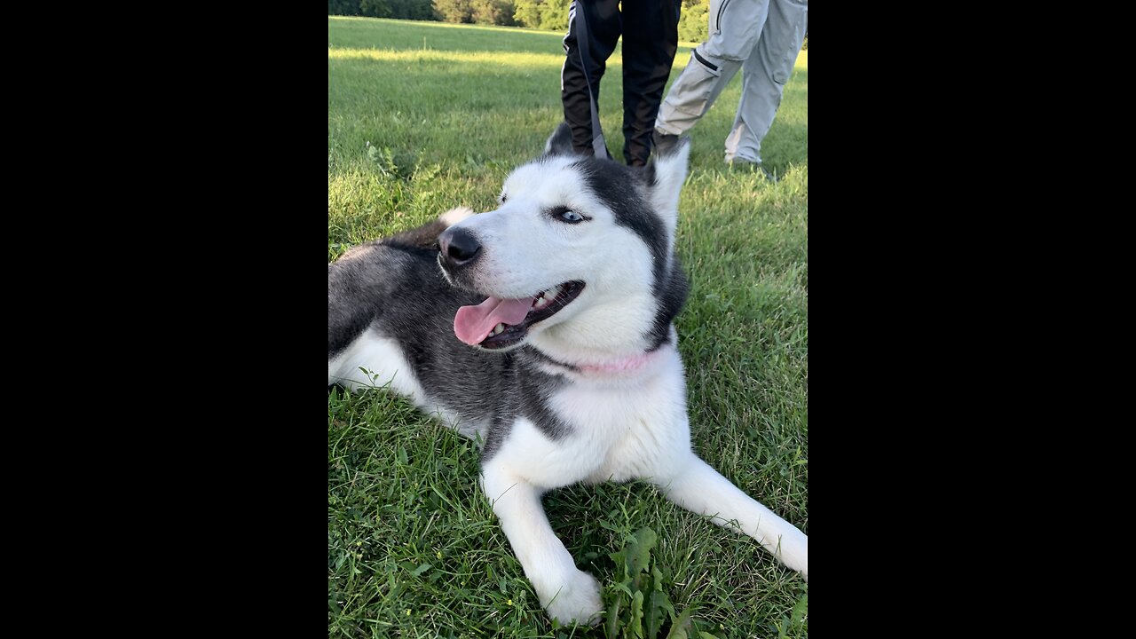 Blue The Husky