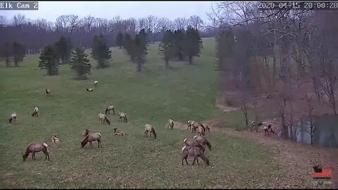 Pixcam Elk cam 2