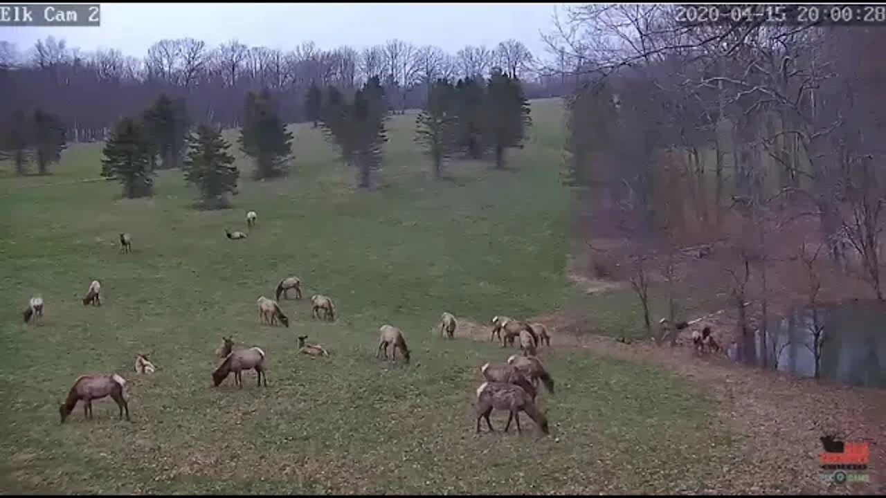 Pixcam Elk cam 2