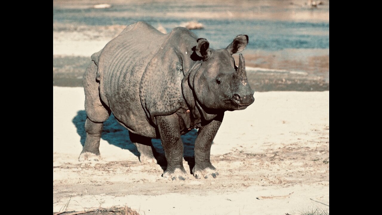 5 Fun Facts About The Indian Rhino