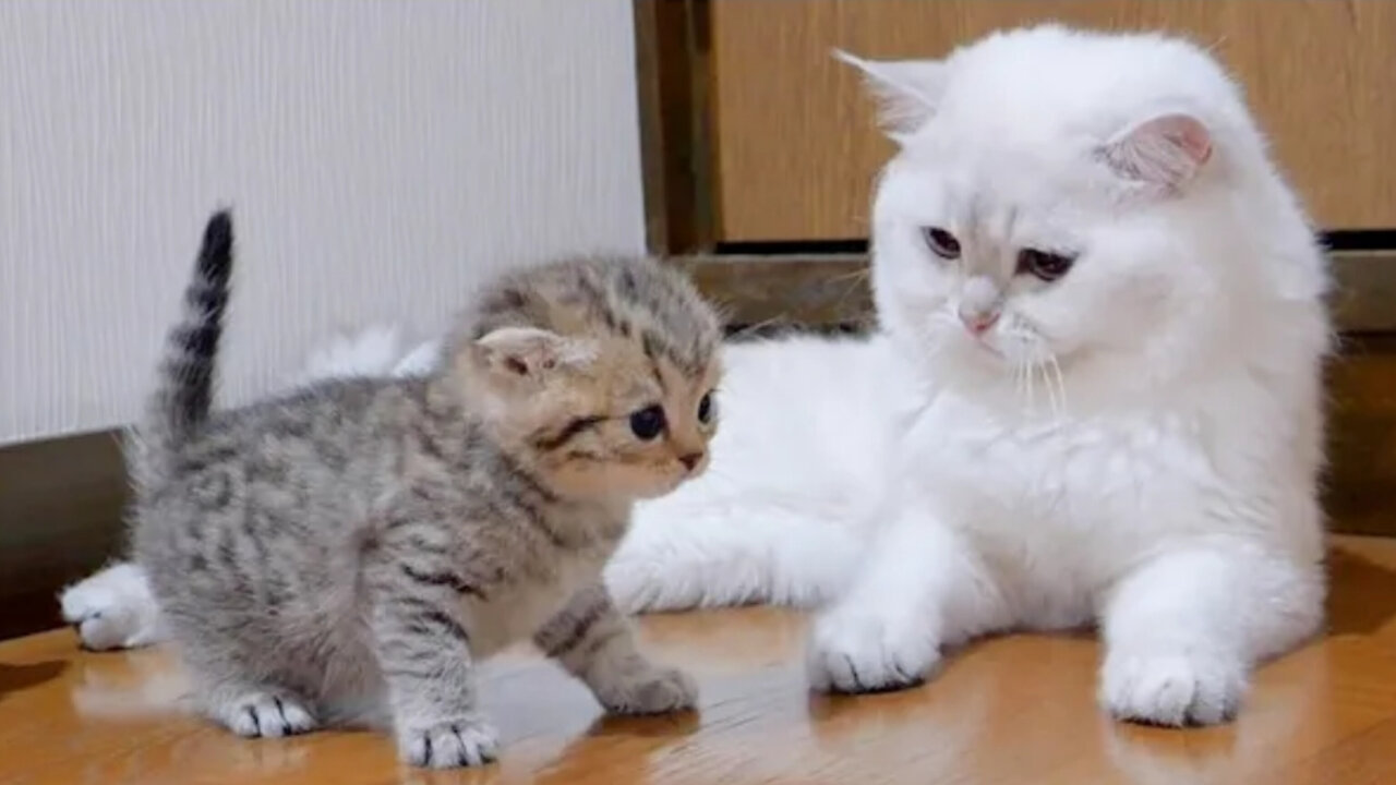 The kitten approaching the daddy cat to play with him was so cute