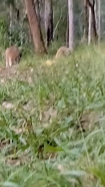 Sistra and Little Lauren in the Long Grass.🦘🦘🥰